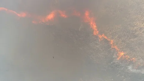 Dry grass burning. Climate change and ecology Video stock 126822244