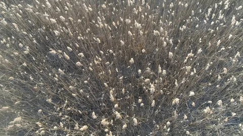 Dry grass burning. Climate change and ecology Video stock 126822644