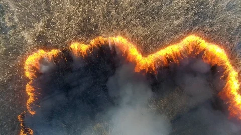Dry grass burning. Climate change and ecology Video stock 126823188