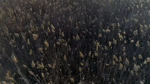 Dry grass burning. Climate change and ecology Video stock 126823412