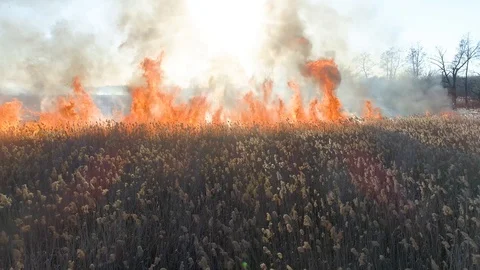 Dry grass burning. Climate change and ecology Video stock 126823798