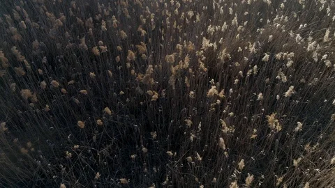Dry grass burning. Climate change and ecology Video stock 126824112