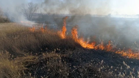 Dry grass burning. Climate change and ecology Video stock 126824285