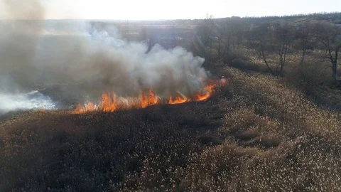 Dry grass burning. Climate change and ecology Video stock 126824610