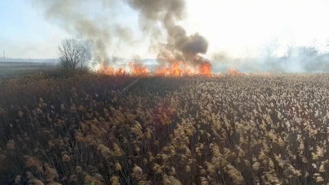 Dry grass burning. Climate change and ecology Stock Footage 126825068