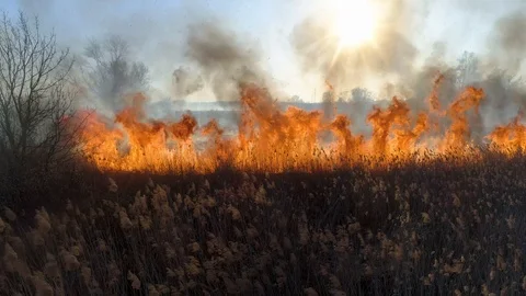 Dry grass burning. Climate change and ecology Video stock 126825344