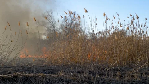 Dry grass burning. Climate change and ecology Video stock 126825634