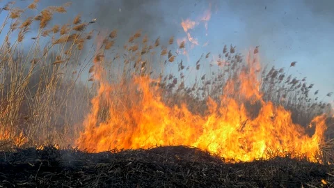Dry grass burning. Climate change and ecology Video stock 126825877