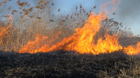 Dry grass burning. Climate change and ecology Video stock 126825966