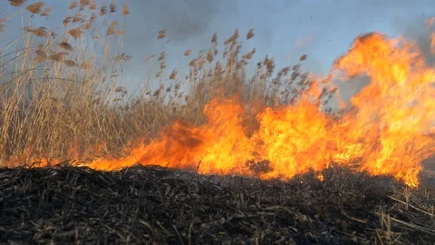 Dry grass burning. Climate change and ecology Video stock 126826170