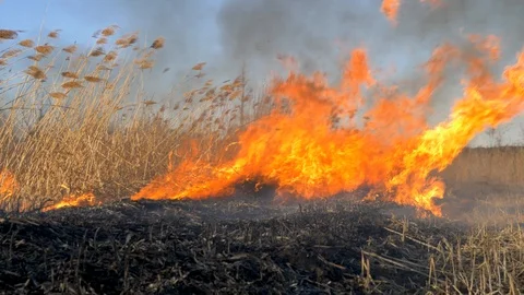 Dry grass burning. Climate change and ecology Video stock 126826342