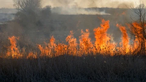 Dry grass burning. Climate change and ecology Video stock 126826632