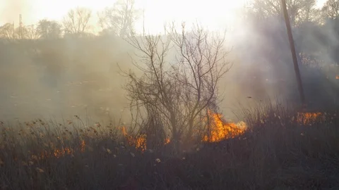 Dry grass burning. Climate change and ecology Video stock 126826788