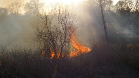 Dry grass burning. Climate change and ecology Video stock 126827340