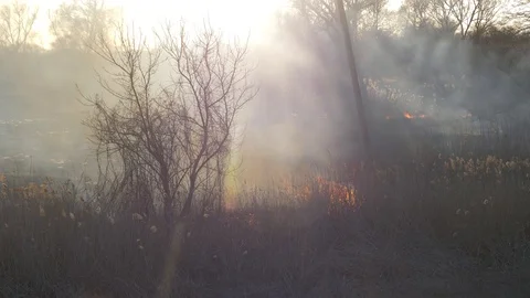 Dry grass burning. Climate change and ecology Video stock 126827803