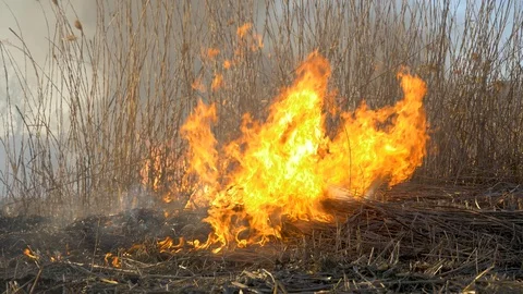 Dry grass burning. Climate change and ecology Stock Footage 126828426