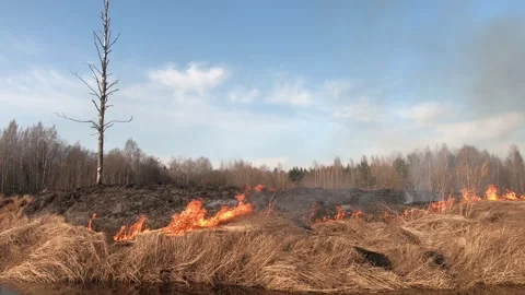 Dry grass burning in countryside, horizontal video Stock Footage 280718869