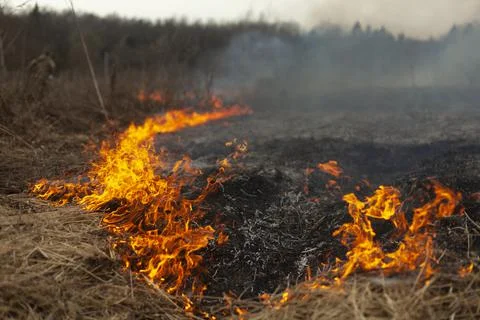 Dry grass is burning. Fire in the field in spring. Stock Photos