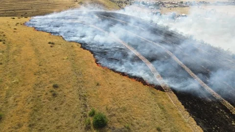 The dry grass is burning. Video stock 245000392