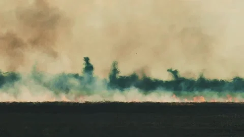 Dry grass is burning. Forest fire background. Damage to nature. Stock Footage 159107056