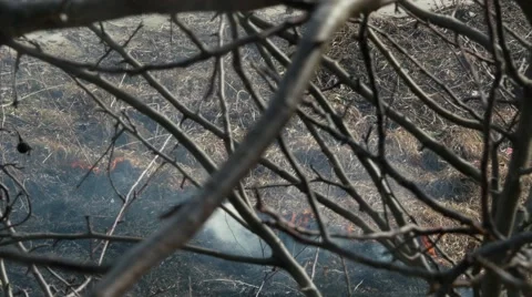 Dry Grass Burning In Forest Stock Footage 47634154