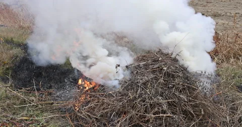 Dry grass burning in a garden plot Stock Footage 167038010