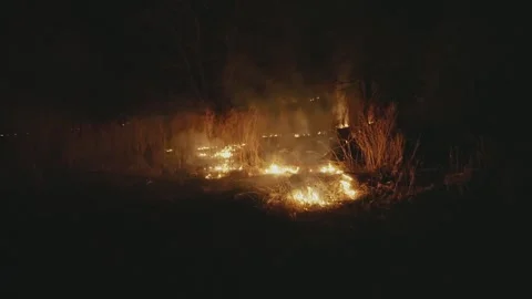 Dry grass is burning in the meadow. Stock-Footage 272275999