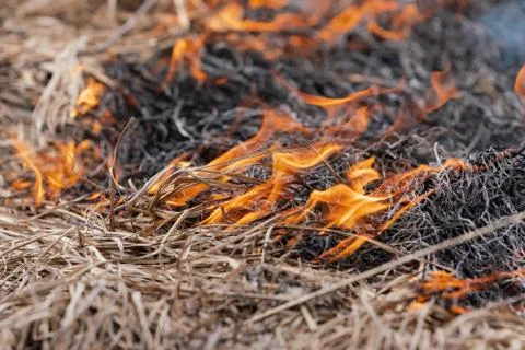 Dry grass burning in meadow at springtime. Smoke and fire destroy all wild life Stock Photos