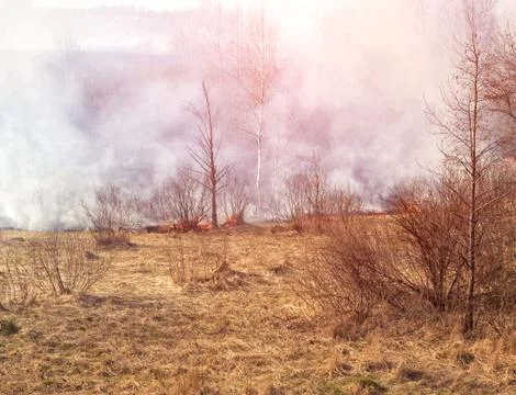 Dry grass burning in the spring forest, fire. Increased fire hazard in nature, a Фото