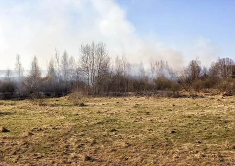 Dry grass burning in the spring forest, fire. Increased fire hazard in nature, a 写真素材
