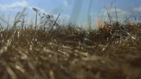 Dry grass is burning, there is smoke. Arson attack. Fire destroys vegetation Vídeo Stock 129487179