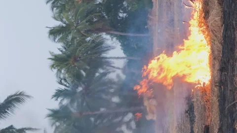 Dry grass burning in tropics Stock Footage 243595498