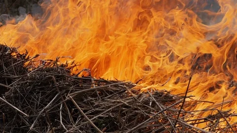 Dry grass burns in a bright flame in the forest Stock Footage 127428060