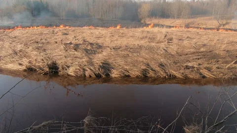 Dry grass burns during forest fire, horizontal video Stock Footage 280718801