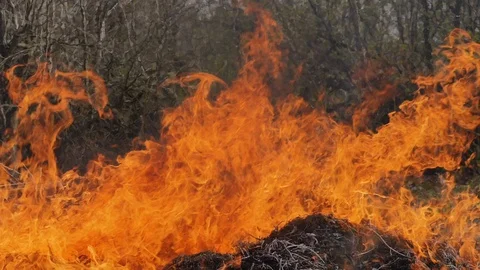 Dry grass burns in the forest Stock Footage 128414682