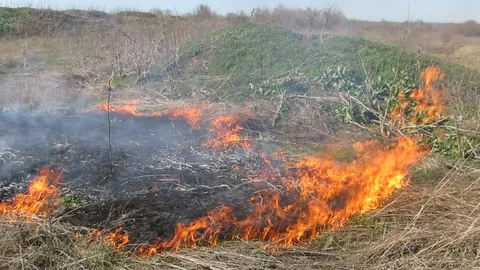 Dry grass burns in spring fire Stock Footage 129754339
