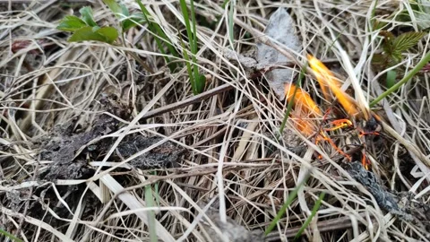 Dry grass catches fire from a match Stock Footage 332739431