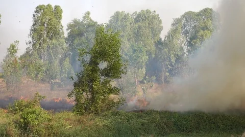 Dry grass causes smoke with fire burning forest, 動画素材 104737649