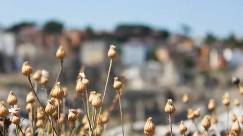 Dry grass with city view in the background Stock Footage