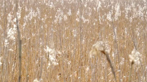 Dry grass close-up and change focus Stock Footage 55219379