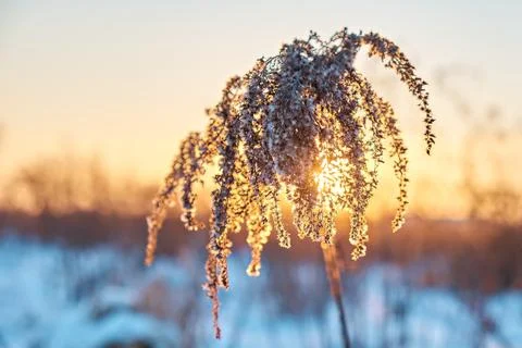 Dry grass, close-up at evening sunset. Close-up. Winter theme Stock Photos