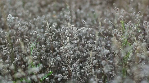 Dry grass close up Stock-Footage 98099160
