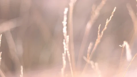 Dry grass close up Stock Footage 101986496