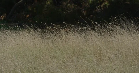 Dry Grass, Close Up Stock Footage 317920230