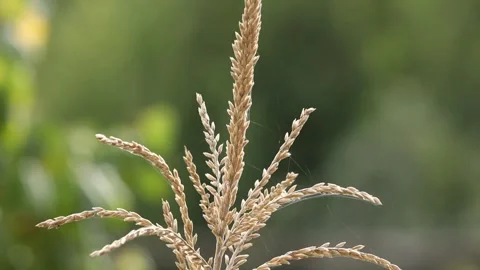 Dry grass close-up Video stock 325852737