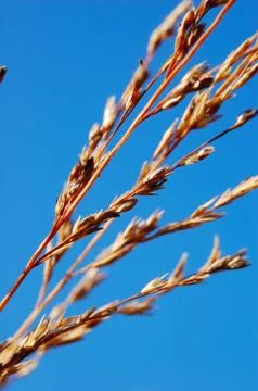 Dry grass close-up Stock Photos