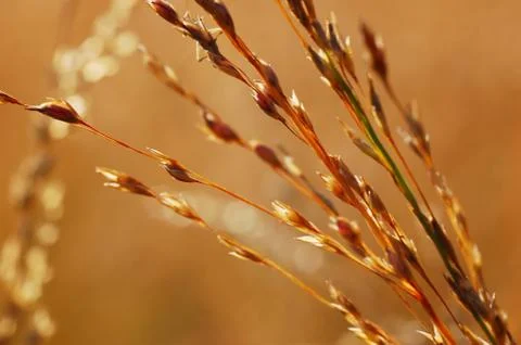 Dry grass close-up Stock Photos