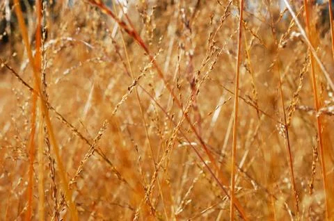 Dry grass close-up Stock Photos