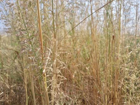 Dry grass close up Stock Photos