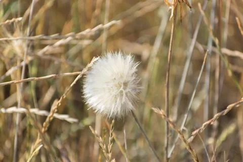 Dry grass close-up Stockfoto's